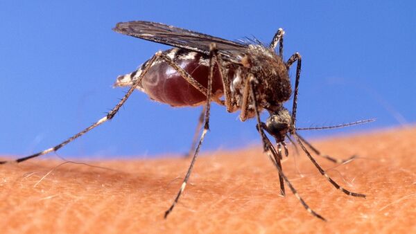 Das West-Nil-Virus kann durch Mückenstiche übertragen werden., © Uncredited/USDA Agricultural Research Service via AP/dpa