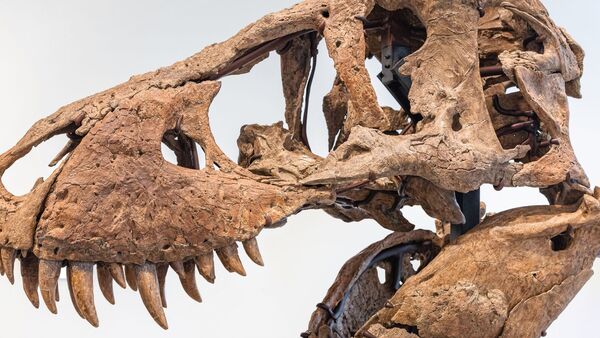 Der Tyrannosaurus-Schädel könnte bei einer Auktion in New York bis zu 20 Millionen US Dollar einbringen., © -/Sotheby's/dpa